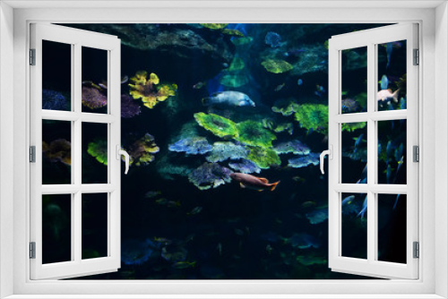 Fototapeta Naklejka Na Ścianę Okno 3D - Marine life fish swimming underwater ocean colorful / Various types fish tank