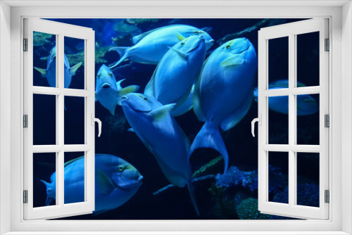 Fototapeta Naklejka Na Ścianę Okno 3D - Yellowfin surgeonfish / Group of Yellowfin surgeonfish swimming marine life underwater ocean in the school fish