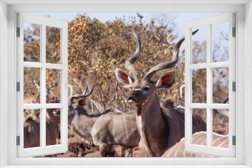Fototapeta Naklejka Na Ścianę Okno 3D - Herd of kudu's in the wild
