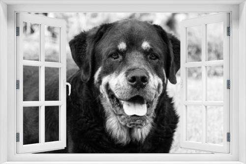 Fototapeta Naklejka Na Ścianę Okno 3D - Close up of a Rottweiler