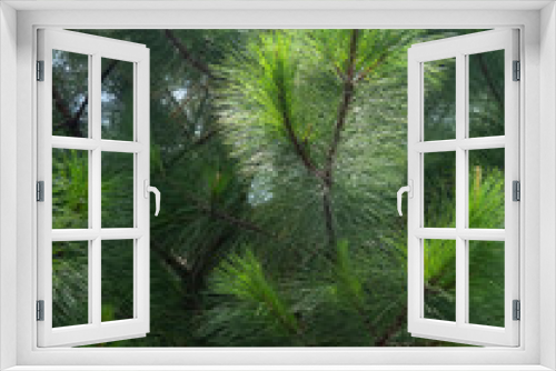 Fototapeta Naklejka Na Ścianę Okno 3D - Evergreen leaves of Australian Native Pine Tree on Hot Summer Day. Casuarina equisetifolia know also as Horse Hair Pine
