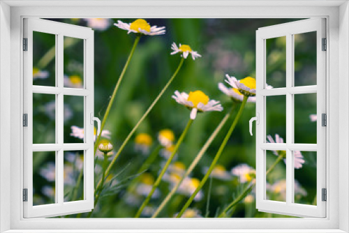 Fototapeta Naklejka Na Ścianę Okno 3D - Little medical daisies