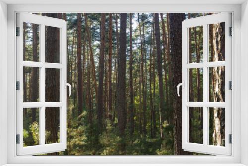 Fototapeta Naklejka Na Ścianę Okno 3D - pine trees in the forest