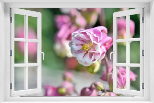 Fototapeta Naklejka Na Ścianę Okno 3D - close on beautiful pink columbine flower blossoming in a garden