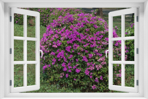Fototapeta Naklejka Na Ścianę Okno 3D - Blooming Magenta bougainvillea flower in a garden.