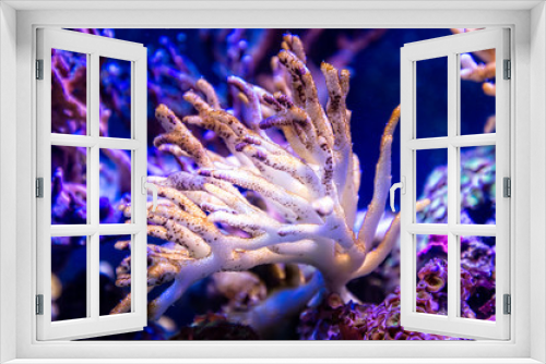 Fototapeta Naklejka Na Ścianę Okno 3D - Beige coral underwater