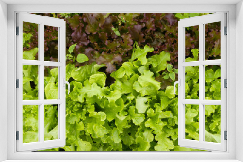 Fototapeta Naklejka Na Ścianę Okno 3D - Lettuce in the garden under the summer sun