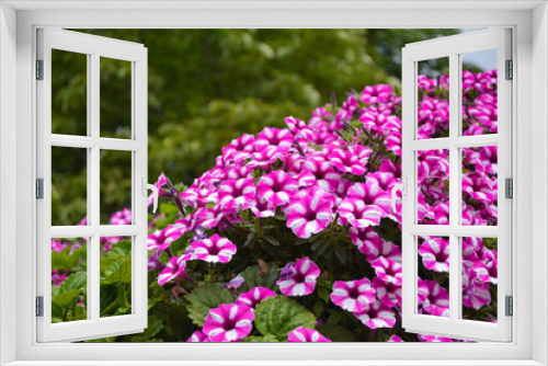 Fototapeta Naklejka Na Ścianę Okno 3D - White-pink flowers from flower beds. Garden Phlox (Phlox paniculata). Natural background. Garden Ornamental Plants
