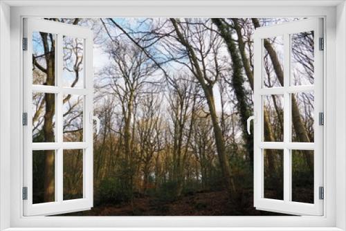 Fototapeta Naklejka Na Ścianę Okno 3D - View of trees through a park