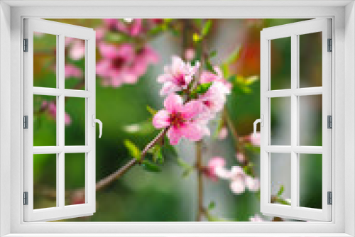 Fototapeta Naklejka Na Ścianę Okno 3D - Flowering spring trees with a blurred background