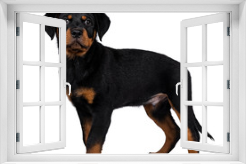 Fototapeta Naklejka Na Ścianę Okno 3D - Cute Rottweiler dog puppy standing side ways and straight at camera with dark sweet eyes. Isolated on white background. Tail hanging down.