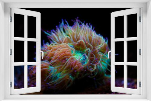 Fototapeta Naklejka Na Ścianę Okno 3D - Elegance LPS coral isolated image - Catalaphyllia Jardinei