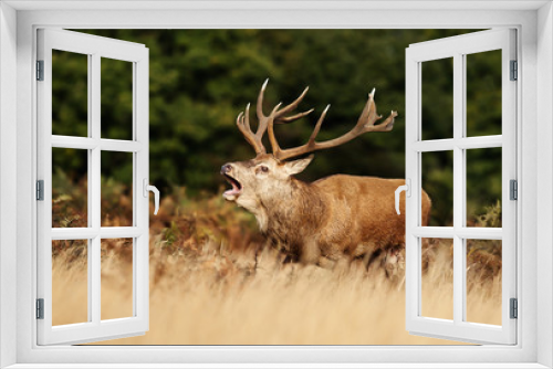 Fototapeta Naklejka Na Ścianę Okno 3D - Red deer stag roaring during rutting season