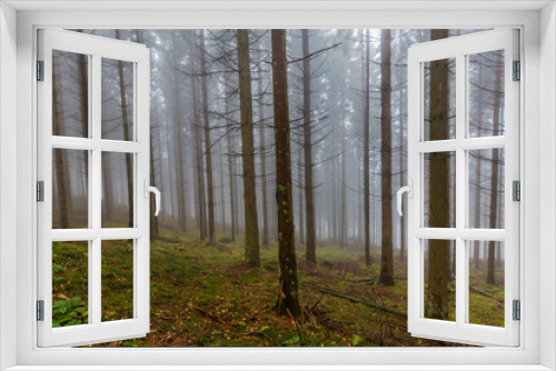 Fototapeta Naklejka Na Ścianę Okno 3D - Forest landscape with dry leaves and moss covering the ground, huge bare thin tree trunks with gray background caused by fog, cold winter morning in the Belgian Ardennes