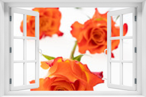 Fototapeta Naklejka Na Ścianę Okno 3D - Arrangement of coral rose flowers  on the white background.Soft focus