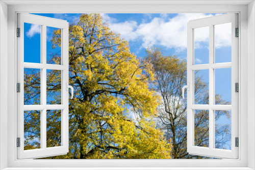 Fototapeta Naklejka Na Ścianę Okno 3D - Herbstbaum