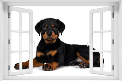 Fototapeta Naklejka Na Ścianę Okno 3D - Cute purebred Rottweiler dog pup laying down side ways, head up looking with sweet eyes straight ahead at camera. Isolated on white background.