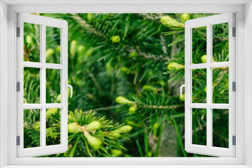 Fototapeta Naklejka Na Ścianę Okno 3D - Branch of green pine, spruce or cedar in forest.