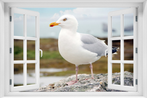 Fototapeta Naklejka Na Ścianę Okno 3D - a single seagull sitting on a rock at the atlantic ocean