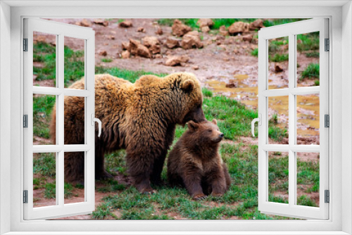 Fototapeta Naklejka Na Ścianę Okno 3D - Mother bear caressing her cub