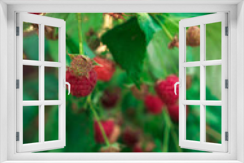 Fototapeta Naklejka Na Ścianę Okno 3D - ripe raspberries in garden. Red sweet berries  on raspberry bush.