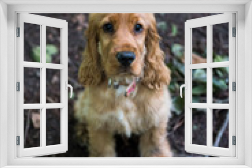 Fototapeta Naklejka Na Ścianę Okno 3D - 4 Month Old Cocker Spaniel Walking in the Woods