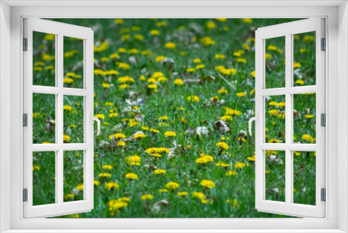 Fototapeta Naklejka Na Ścianę Okno 3D - Spring Landscape yellow dandelion flowers in the grass
