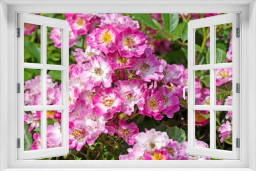 Fototapeta Naklejka Na Ścianę Okno 3D - Rosa Buschrosen im Garten