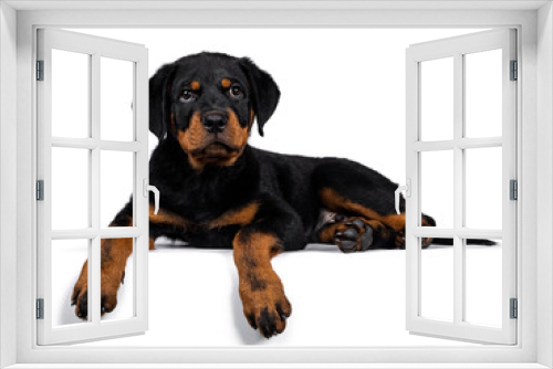 Fototapeta Naklejka Na Ścianę Okno 3D - Cute purebred Rottweiler dog pup laying down side ways, head up looking with sweet eyes straight ahead at camera. Isolated on white background.