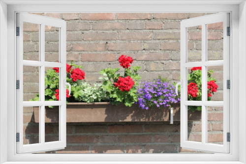 Fototapeta Naklejka Na Ścianę Okno 3D - a flower box against a wall with flowering red geranium plants 