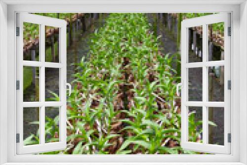 Fototapeta Naklejka Na Ścianę Okno 3D - orchid farm3
