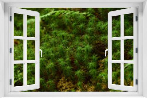 Fototapeta Naklejka Na Ścianę Okno 3D - 苔が茂る日本庭園