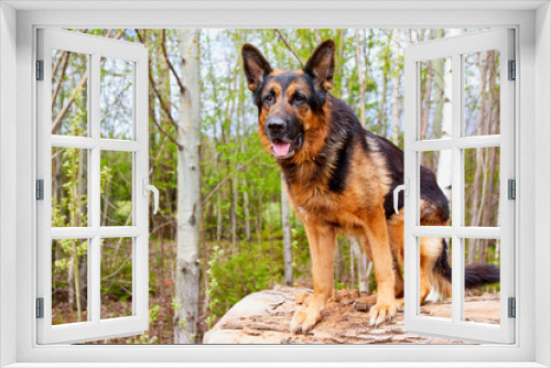 Fototapeta Naklejka Na Ścianę Okno 3D - Dog German Shepherd outdoors in a summer