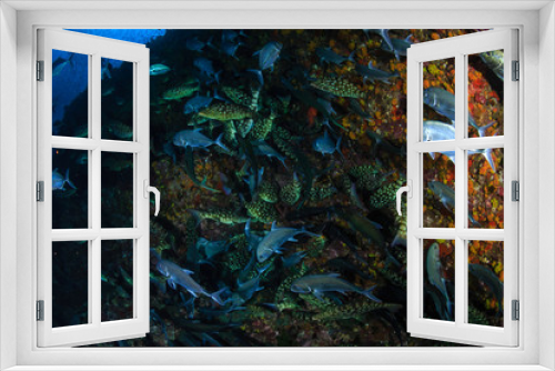 Fototapeta Naklejka Na Ścianę Okno 3D - Long-nosed Emperor (Lethrinus olivaceus)  and Bluefin Trevally (Caranx melampygus) hunting together on a tropical coral reef at sunset (Richelieu Rock, Thailand)