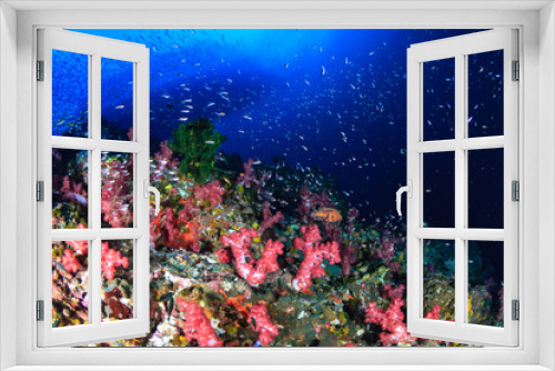 Fototapeta Naklejka Na Ścianę Okno 3D - Beautiful, colorful, healthy tropical coral reef (Richelieu Rock)