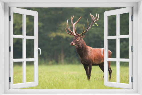 Fototapeta Naklejka Na Ścianę Okno 3D - Strong male red deer, cervus elaphus, stag standing calmly on meadow isolated on green blurred background. Buck with big massive antlers trophy. Wild animal in natural environment. Dominant male.
