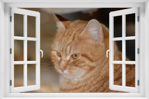 Fototapeta Naklejka Na Ścianę Okno 3D - Gatos salvajes del campo