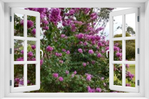 Fototapeta Naklejka Na Ścianę Okno 3D - Árvore rosa