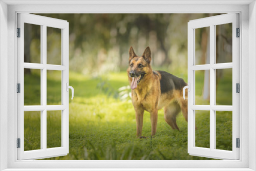 Fototapeta Naklejka Na Ścianę Okno 3D - dog portrait