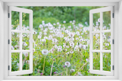 Fototapeta Naklejka Na Ścianę Okno 3D - Whtie dandelion seeds