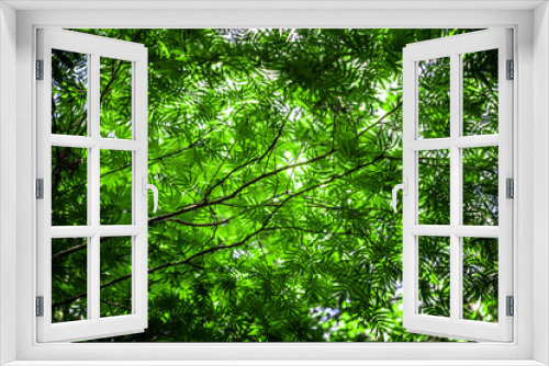 Fototapeta Naklejka Na Ścianę Okno 3D - Greenery