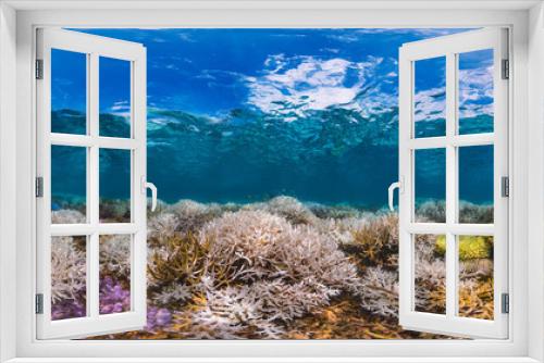 Fototapeta Naklejka Na Ścianę Okno 3D - New Caledonia fluorescing coral reef panorama