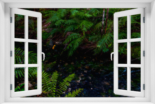 Fototapeta Naklejka Na Ścianę Okno 3D - Nature with fern leaves and a small creek.