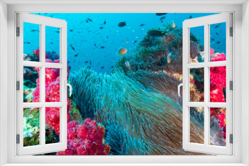 Fototapeta Naklejka Na Ścianę Okno 3D - Brightly colored, healthy tropical coral reef (Richelieu Rock, Thailand)