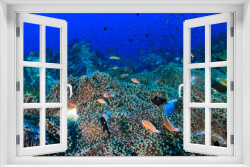 Fototapeta Naklejka Na Ścianę Okno 3D - Pink Skunk Clownfish (Amphiprion perideraion) in their host anemone home on a tropical coral reef