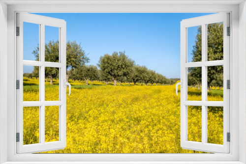 Fototapeta Naklejka Na Ścianę Okno 3D - Flowery Olive Grove in Alentejo Portugal Nature Landscape