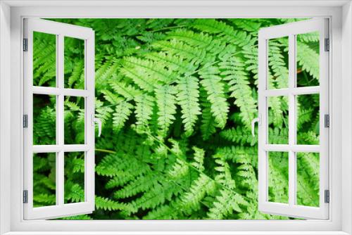 Fototapeta Naklejka Na Ścianę Okno 3D - Fresh green fern leaves