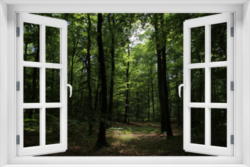 Fototapeta Naklejka Na Ścianę Okno 3D - inside of an european forest in summer 