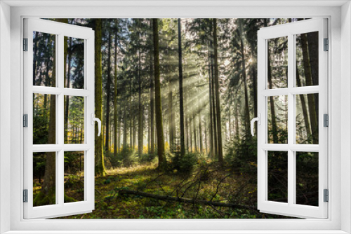 Fototapeta Naklejka Na Ścianę Okno 3D - Bäume im Wald in der Herbstzeit schön Lichtstimmung.