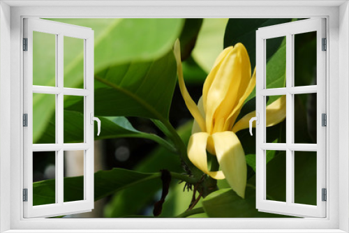 Fototapeta Naklejka Na Ścianę Okno 3D - White Champaka flower on the tree and space for write wording, popular good smell flower in Thailand and Asian country for making merit in Buddhist religion